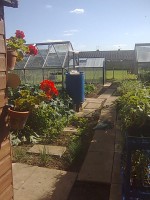 /album/cherrytree-allotment/my-photos008-jpg/
